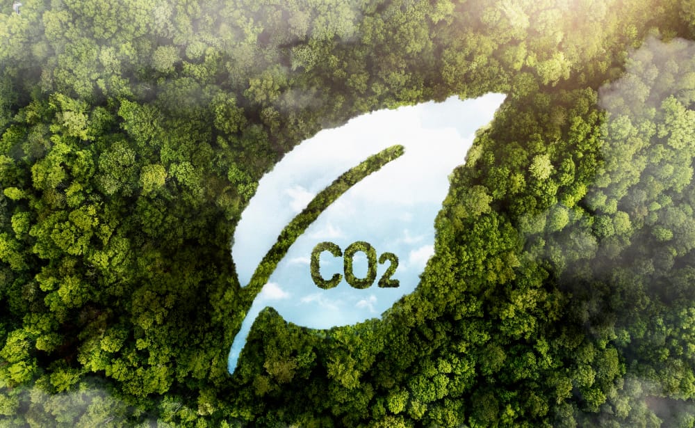 vista di alberi verdi della foresta con co2