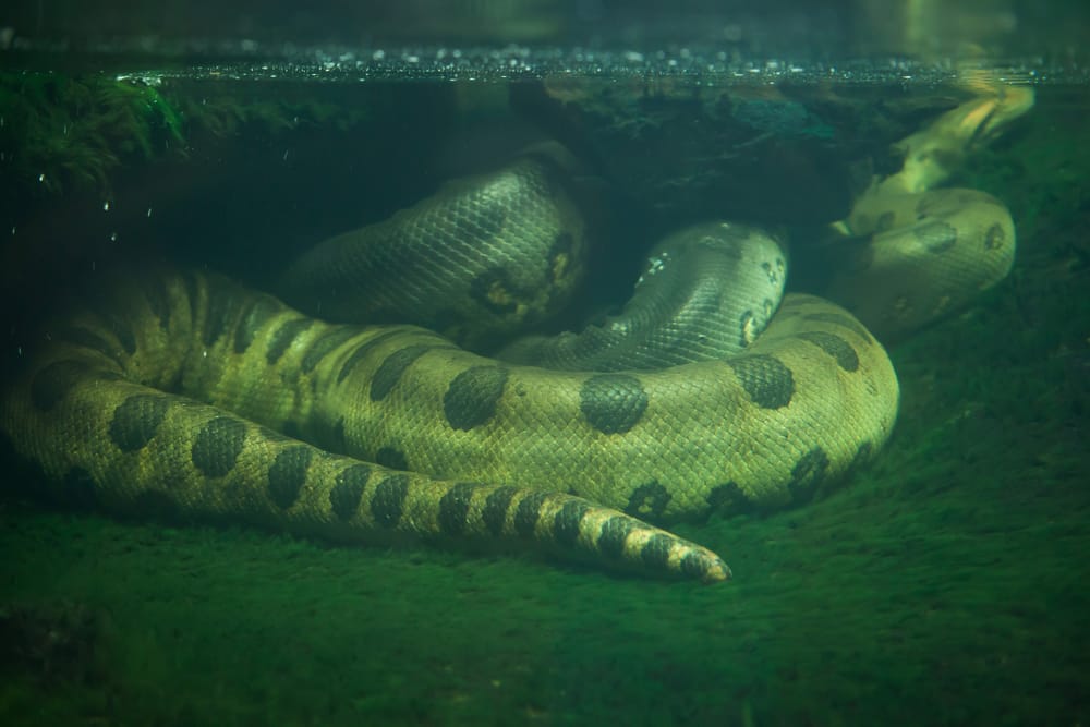 anaconda gigante