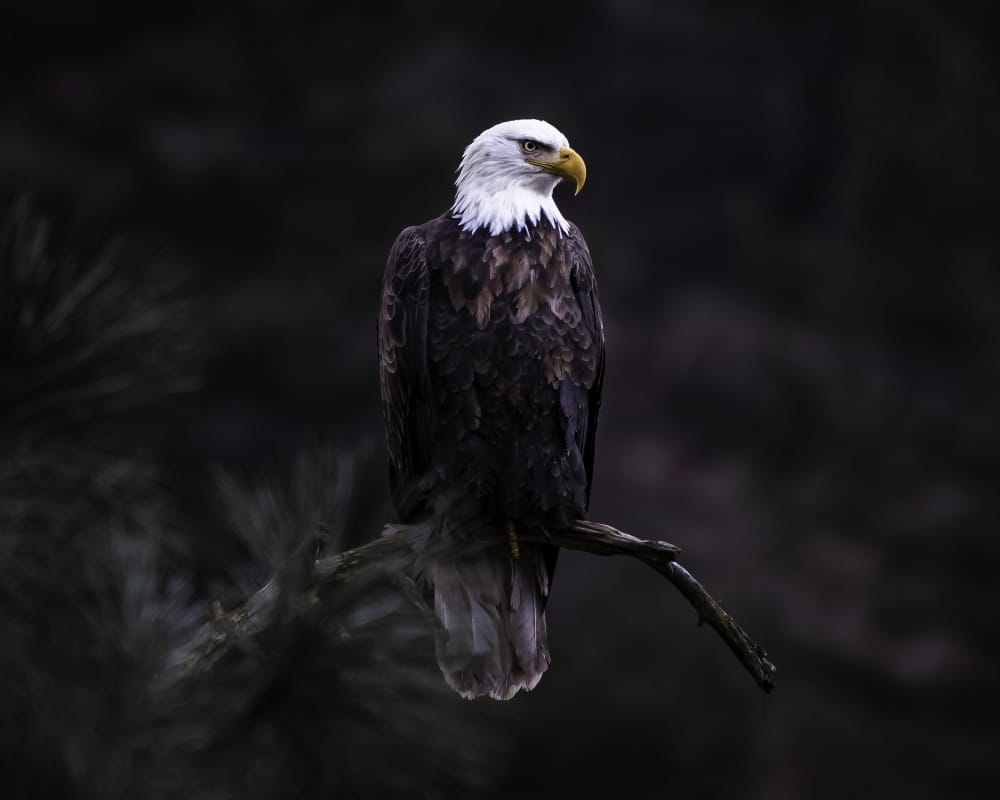 aquila calva california