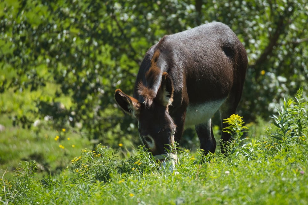 asino in un campo agricolo coperto di verde