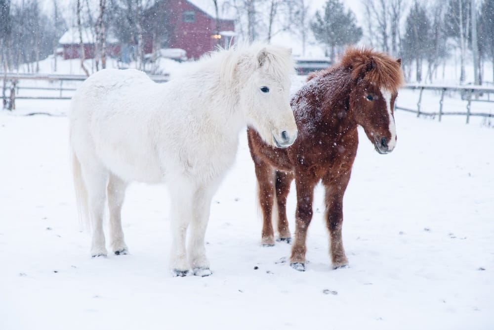 cavallo siberiano