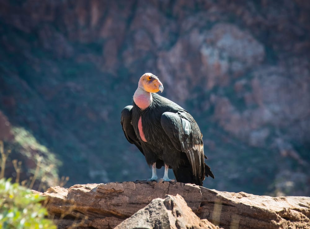 condor della california