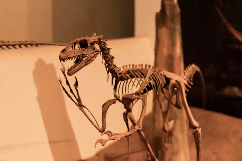 dinosauro fossile