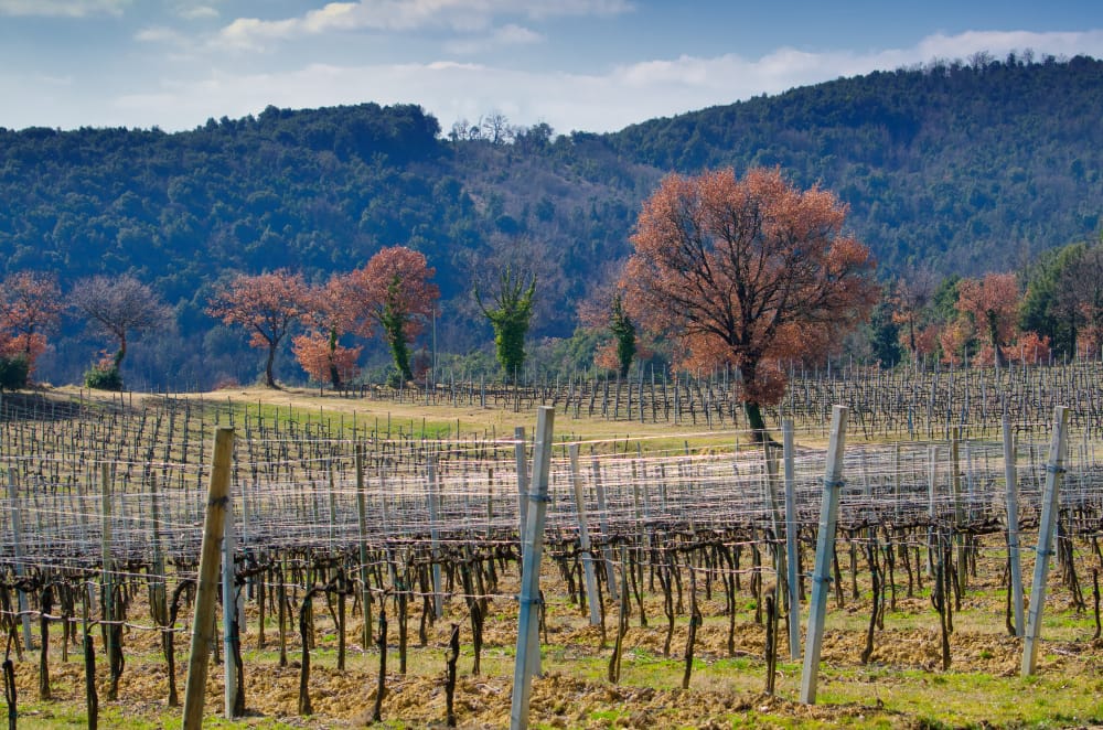 La scienza dietro le reti rosse: una nuova alba nell’agricoltura ecologica