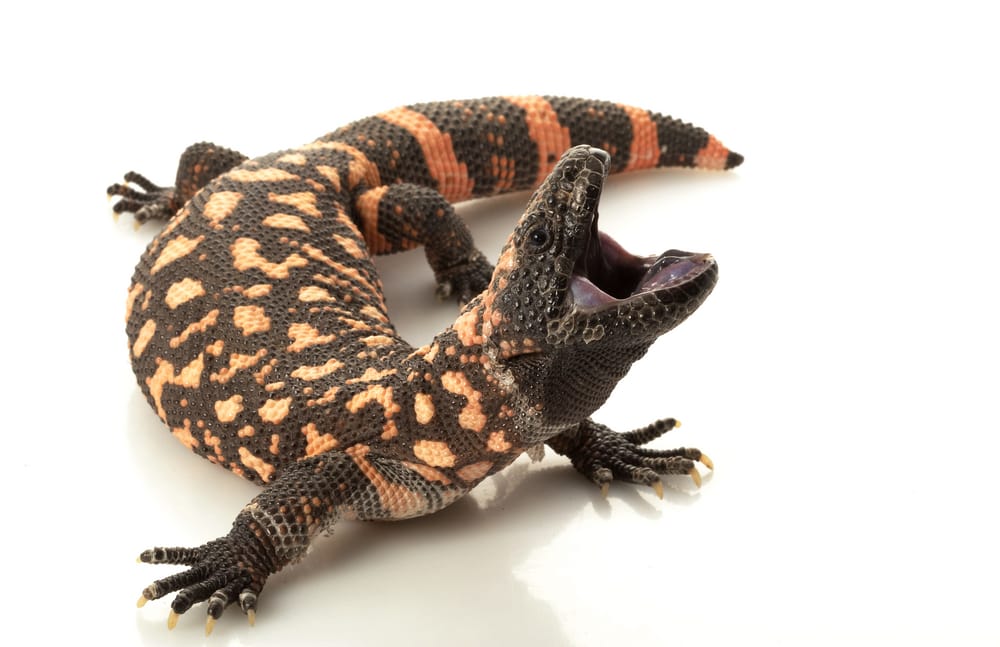 gila monster velenoso