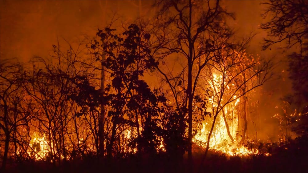 incendi foreste cile