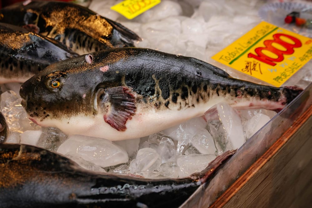 pesce palla fugu nel mercato di strada di osaka