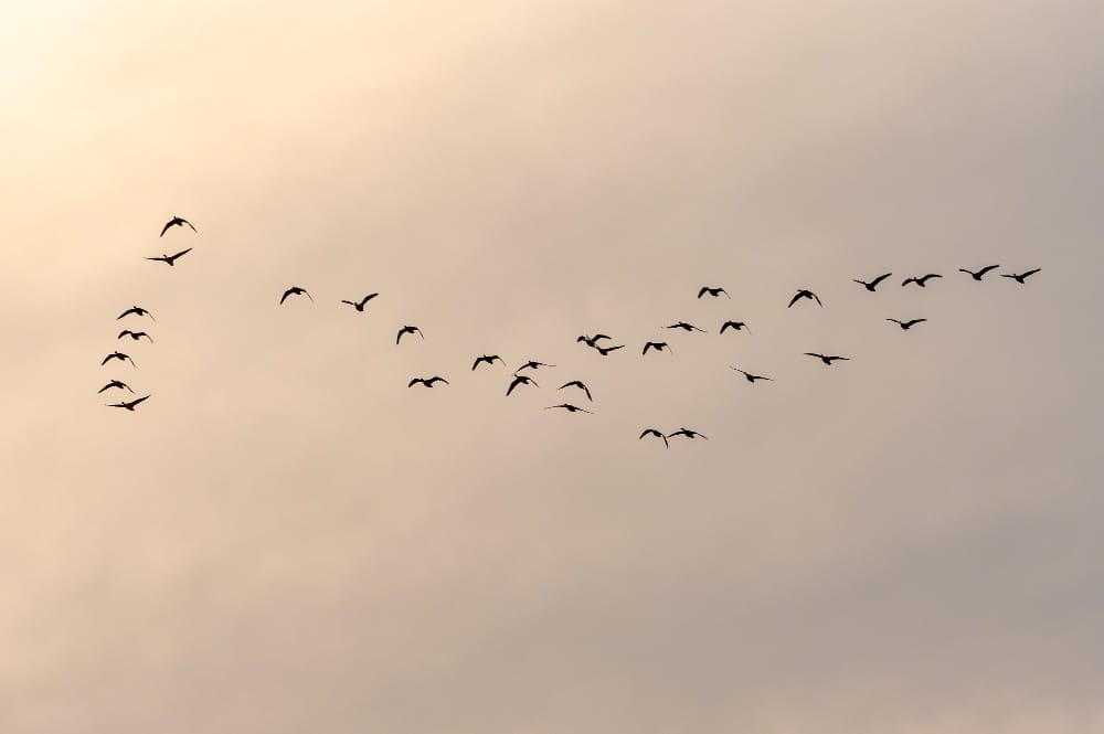 view flock birds flying into beautiful sky during sunset