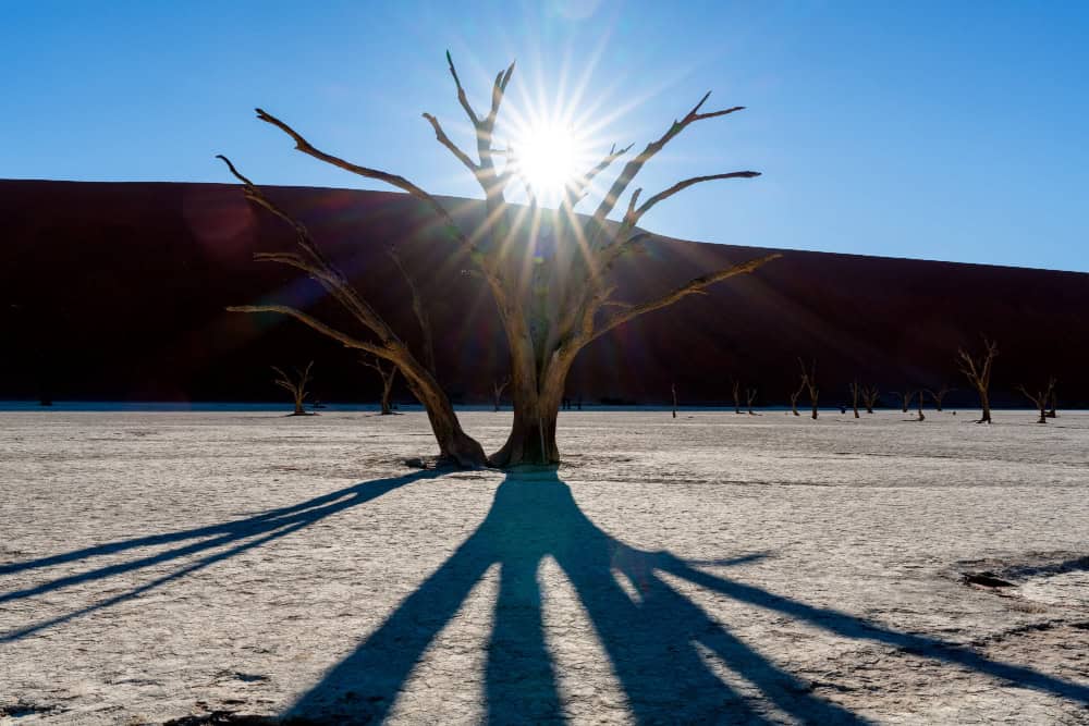 Il cambiamento climatico stressa gli alberi: rischio che assorbano meno CO2