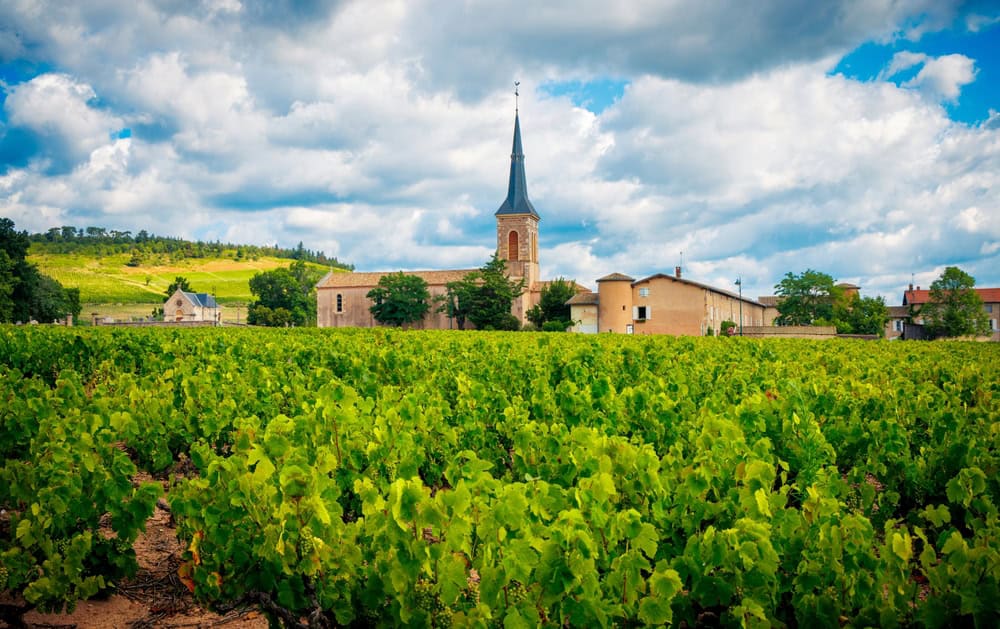 borgogna vigneti francia