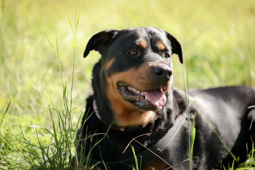 cane rottweiler sterilizzazione