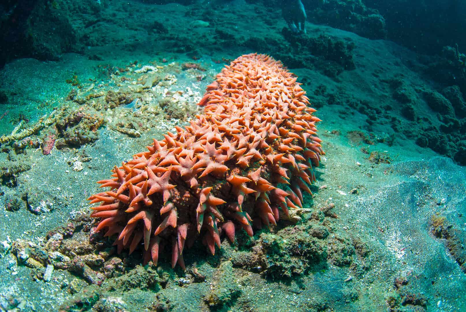 cetriolo di mare