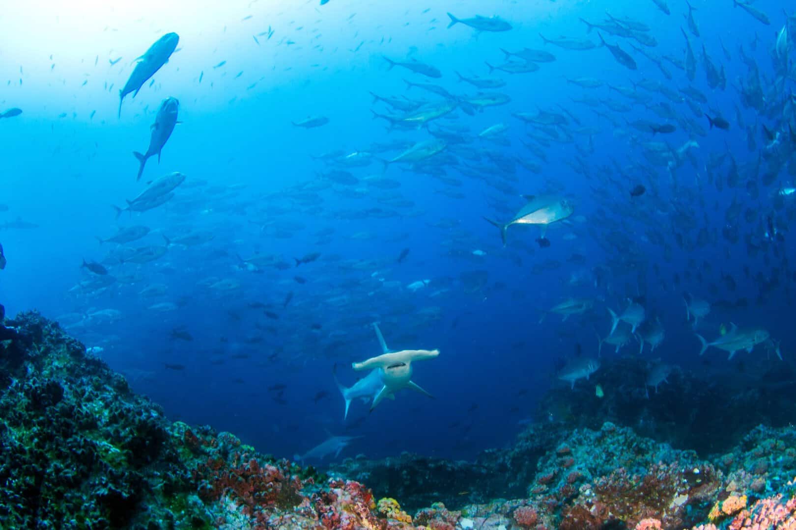 L’isola di Cocos, Costa Rica: un santuario subacqueo patrimonio dell’umanità