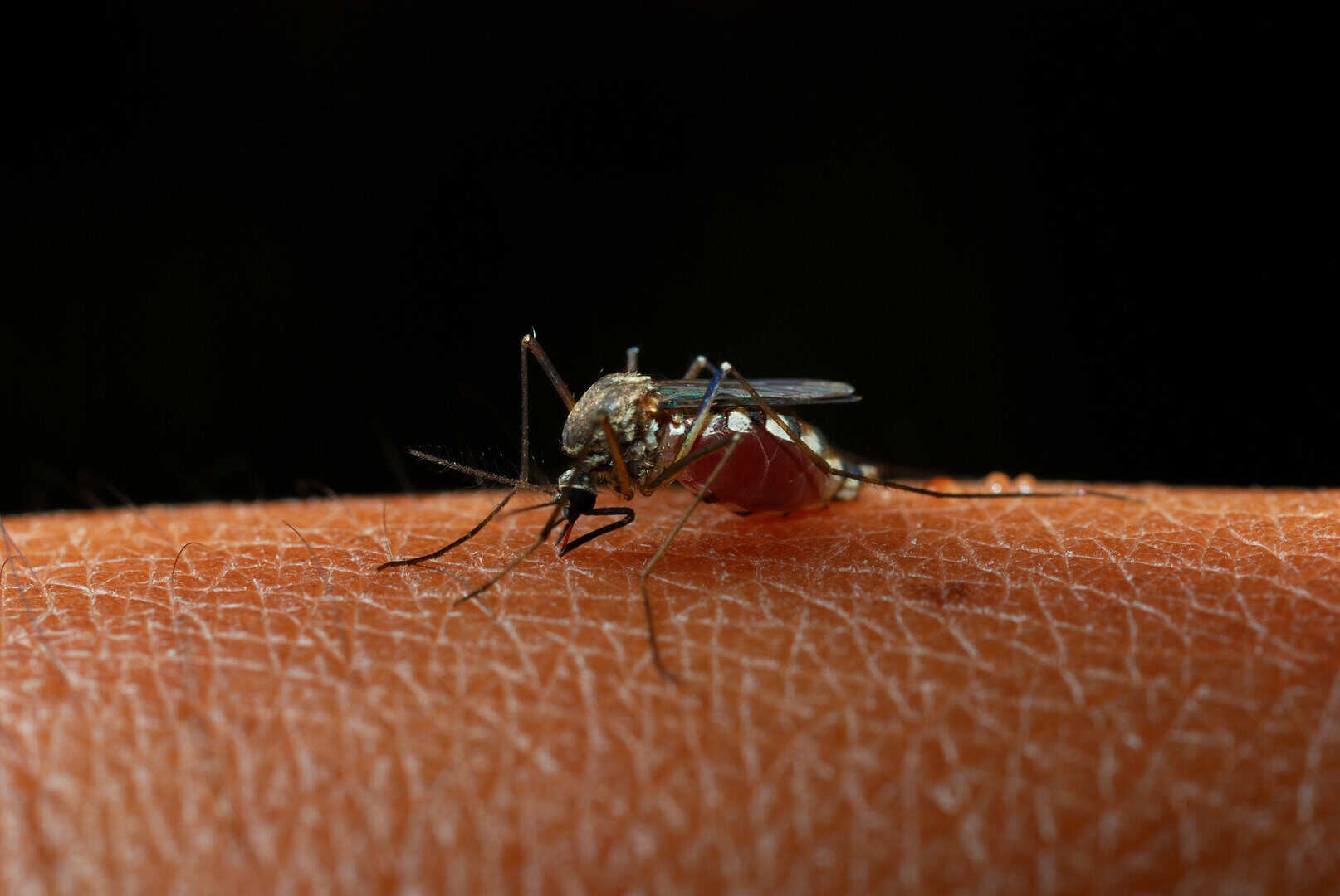 Dengue, allarme zanzare anche in Italia, dai tombini, vai balconi. Cosa fare
