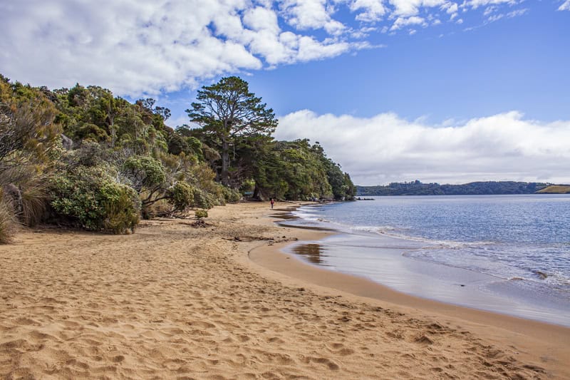 Stewart Island, Nuova Zelanda: santuario biodiverso per la conservazione della fauna selvatica