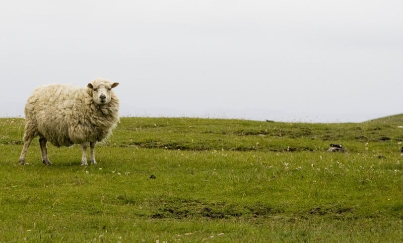 L’Isola di Shetland: Intersezione Culturale tra Eredità Vikinga e Equini Selvatici
