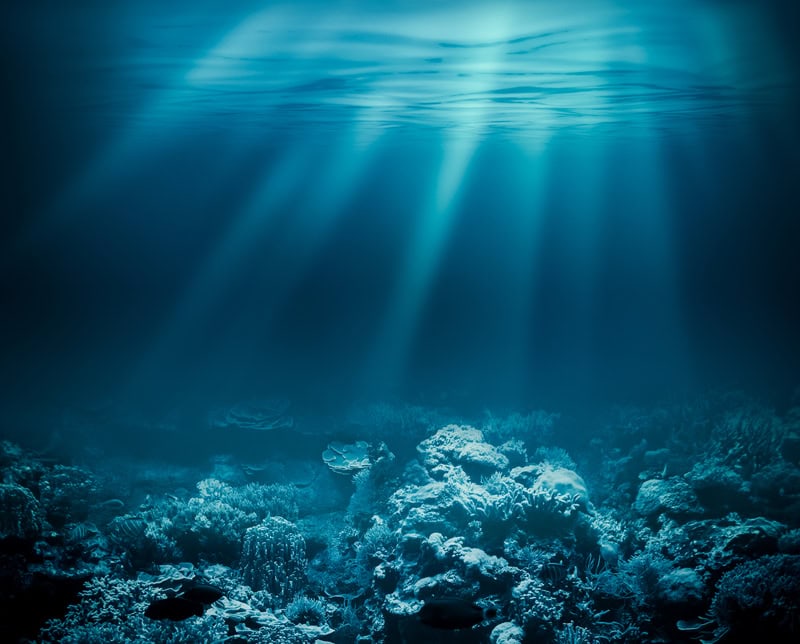 Perché il sangue appare di colore verde nell’oceano profondo?