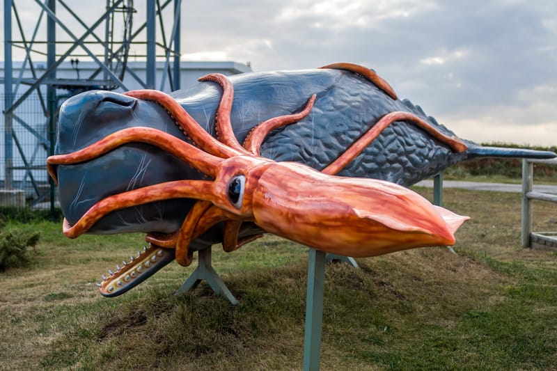 Calamaro colossale: il più grande invertebrato del mondo è un gigantesco mistero