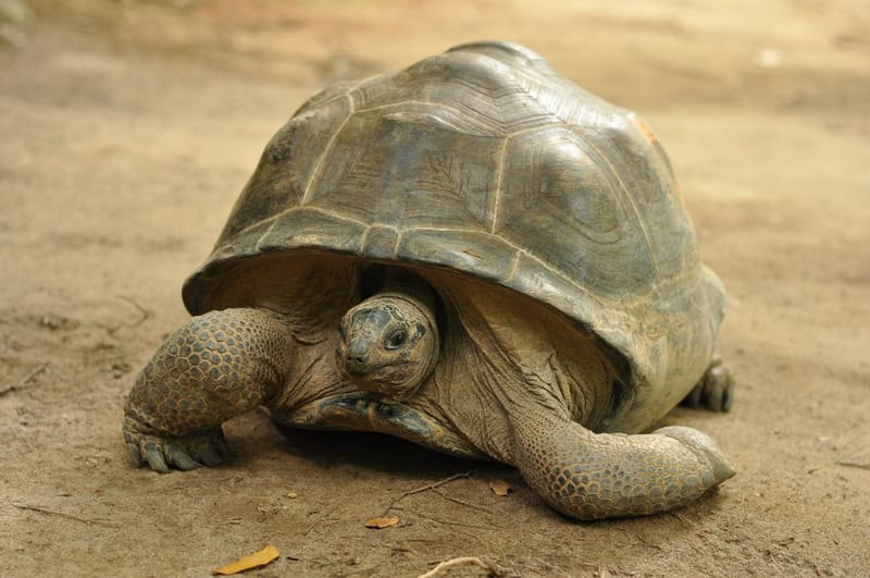 Atollo di Aldabra: un archivio vivente dell’evoluzione