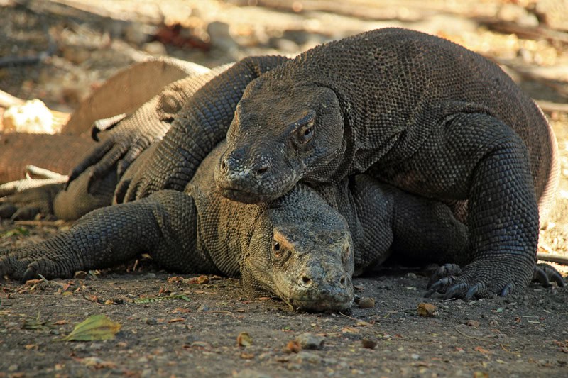 Esplorazione di Flores, Indonesia: tra draghi di Komodo, imponenti vulcani e autentici villaggi