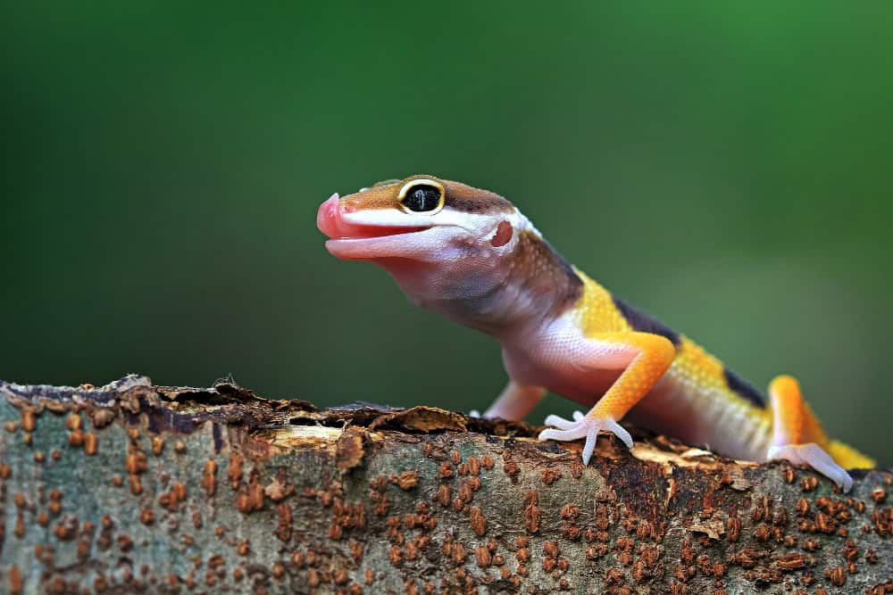 Centinaia di nuove specie uniche scoperte nelle “isole del cielo” dell’Africa