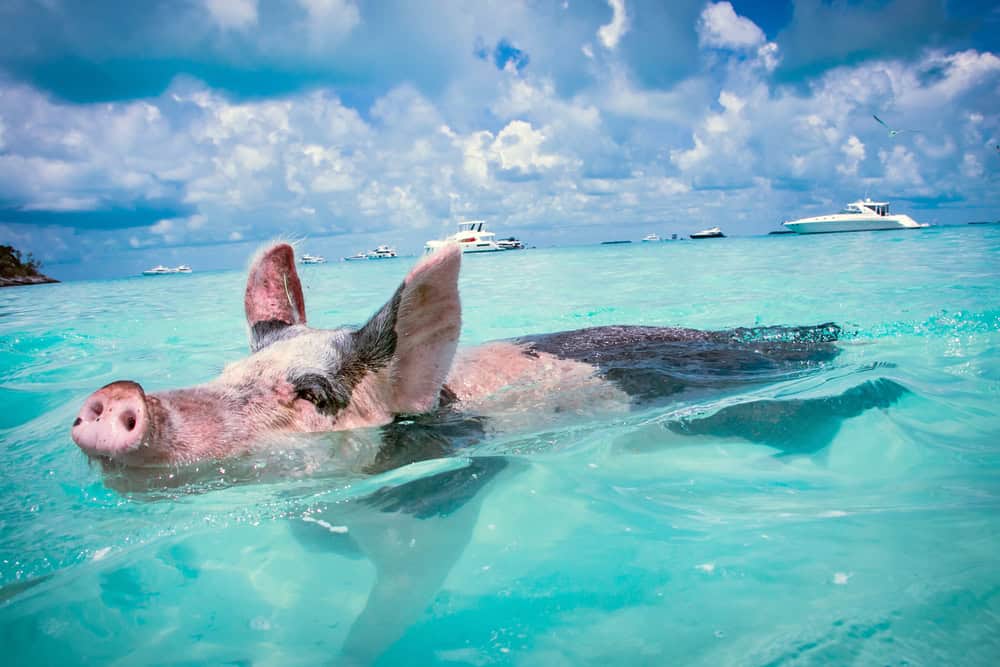 L’isola di Exuma, Bahamas: piscine naturali e lo spettacolo unico maiali nuotatori