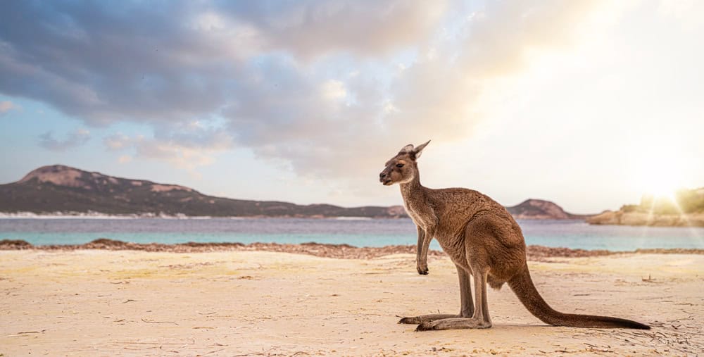 L’isola di Kangaroo, Australia: tra canguri, koala e faraglioni
