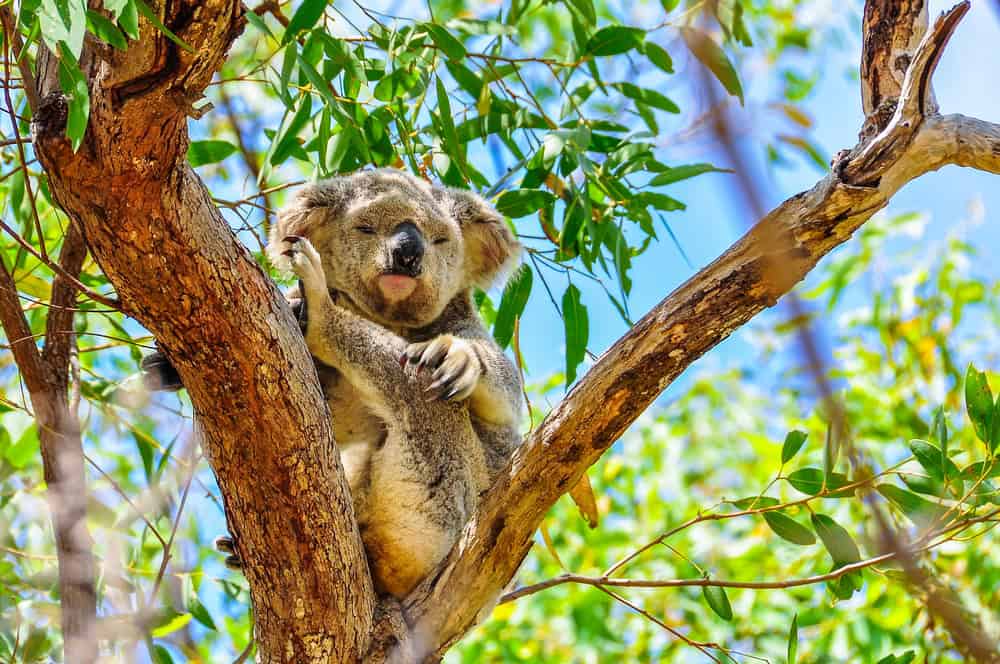 Magnetic Island, un paradiso segreto tra koala abbracciati e spiagge da scoprire