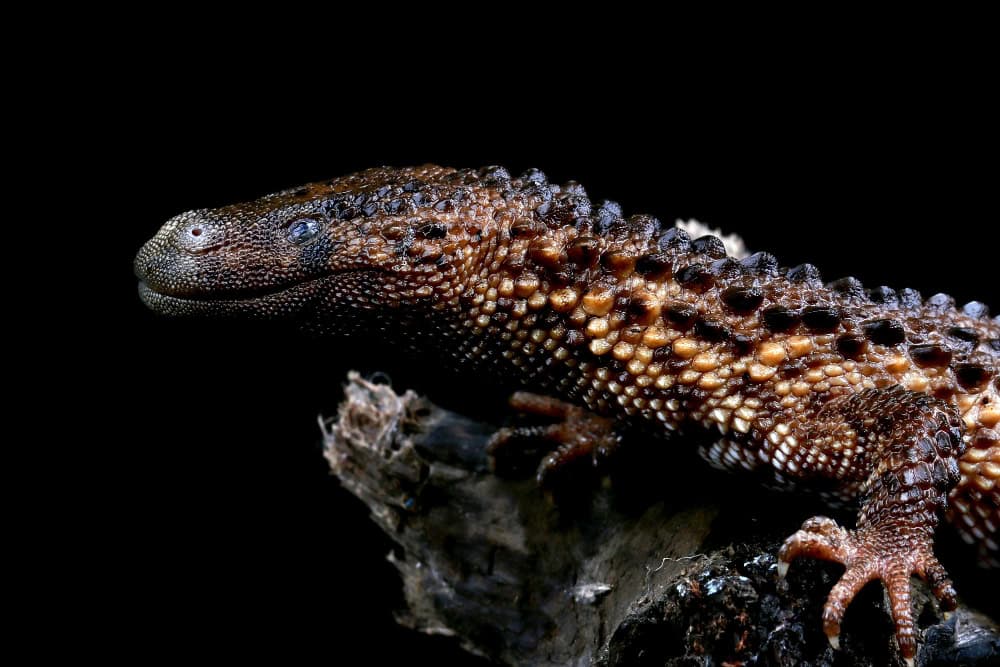 Scoperta nuova lucertola marina con denti a pugnale: un predatore dei mari ai tempi dei dinosauri