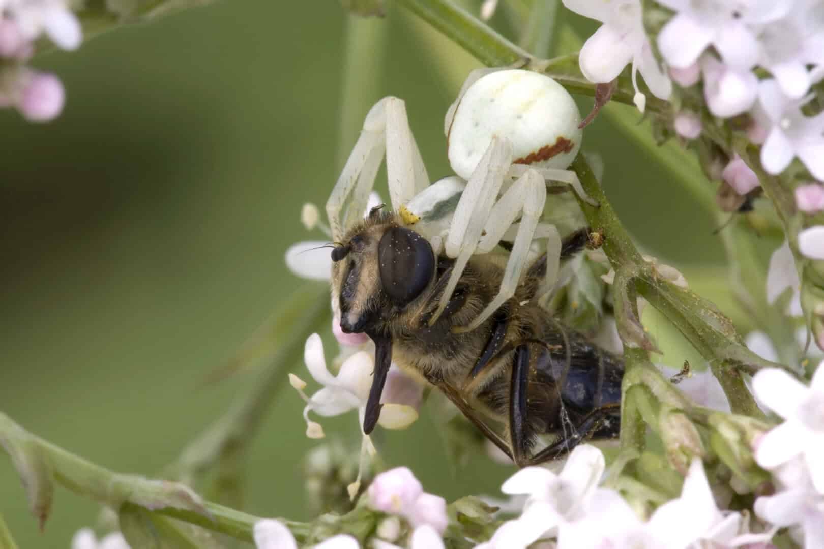 Ragni maschio e femmina imitano perfettamente un fiore in una mimetizzazione cooperativa