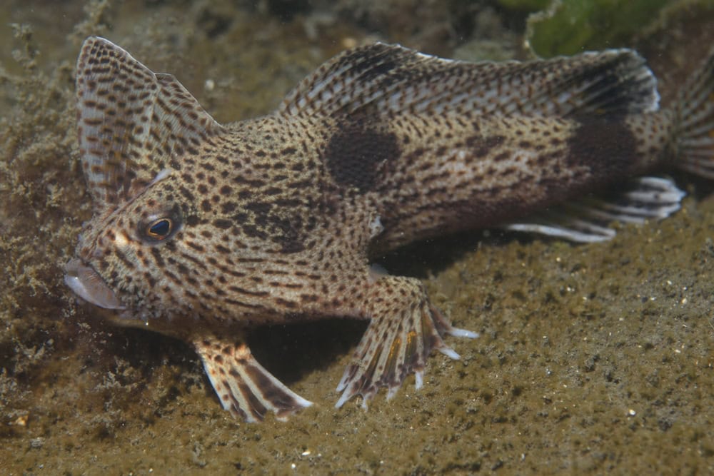 Il pesce più raro e ridicolo al mondo sta tornando