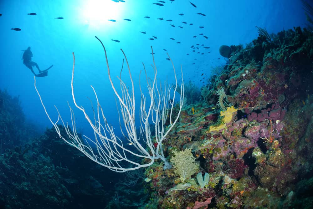 L’isola di Roatan, Honduras: un paradiso per i subacquei