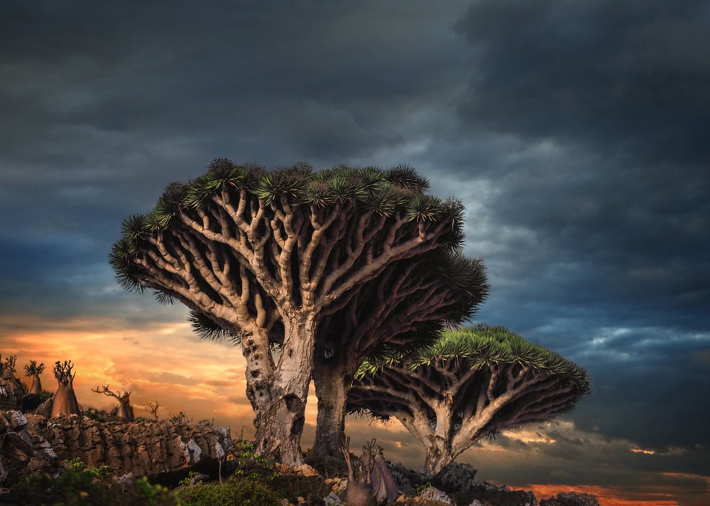 L’isola di Socotra, Yemen: paesaggi alieni e biodiversità unica
