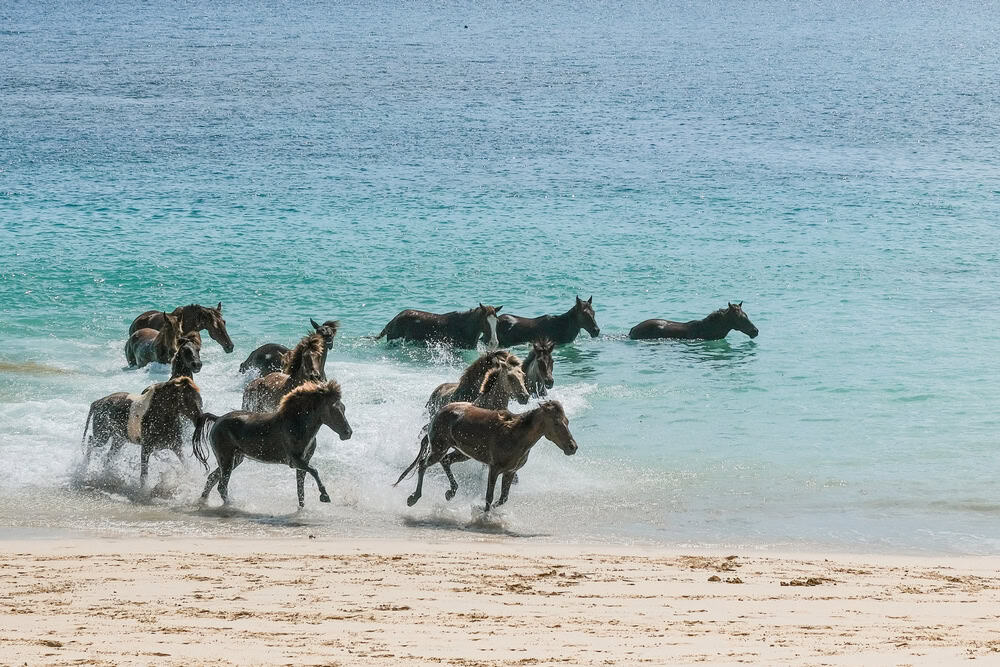 Isola di Sumba, Indonesia: una simbiosa unica tra uomo e cavalli selvaggi
