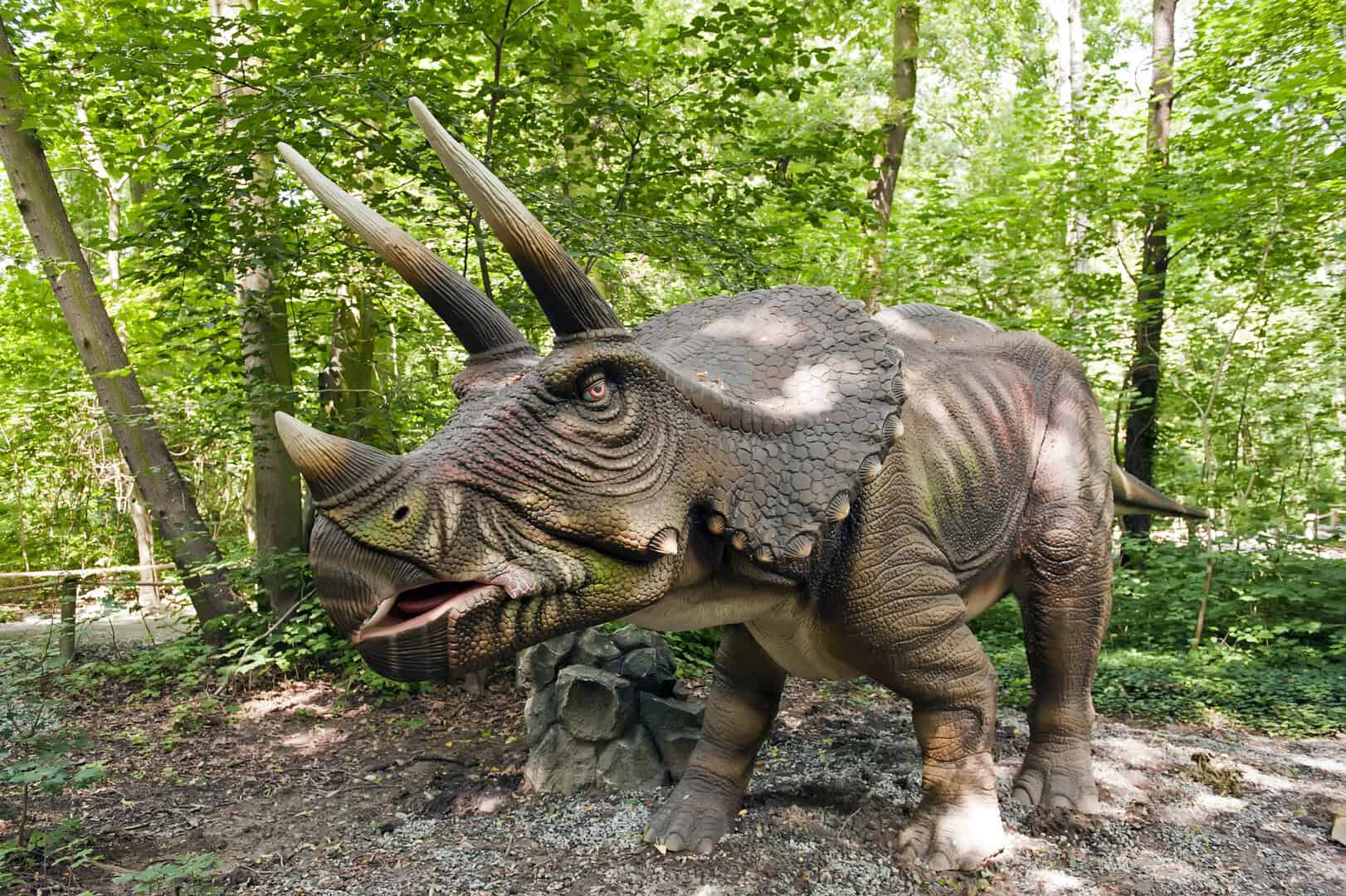 triceratops