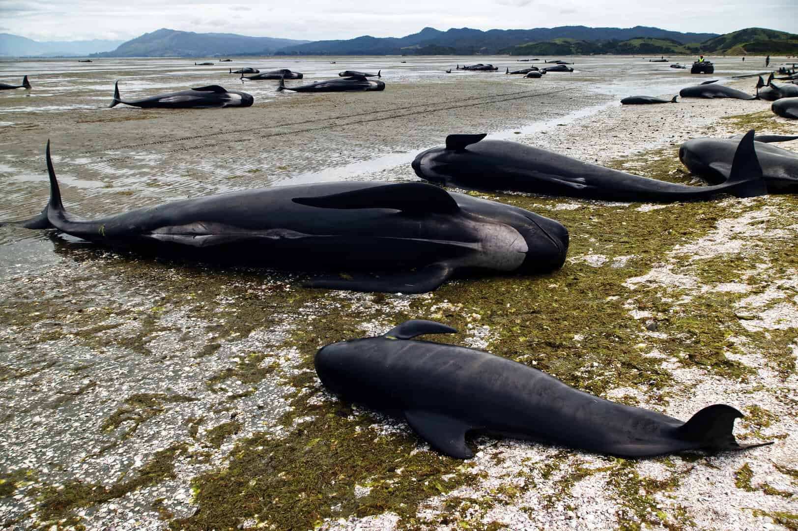 Decine di balene pilota morte dopo spiaggiamento di massa in Australia occidentale