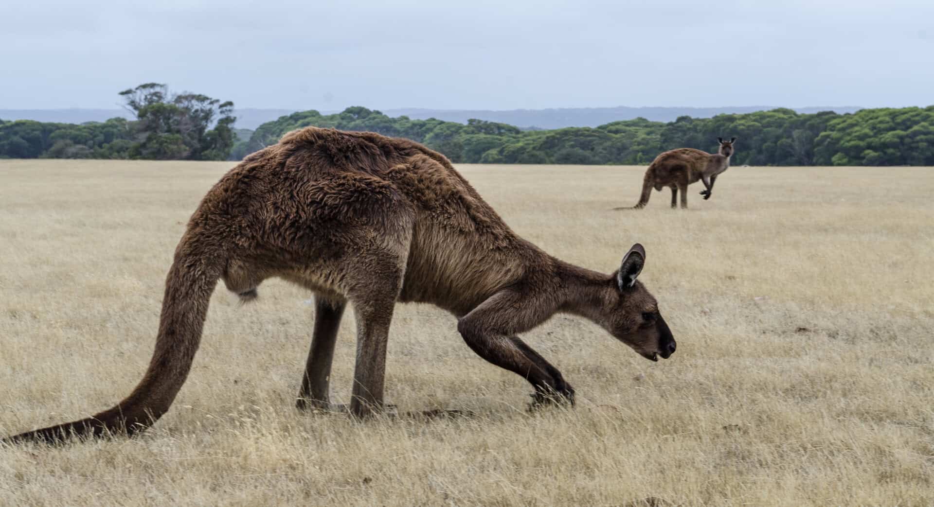 Scoperta una nuova specie di canguro gigante in Australia e Nuova Guinea