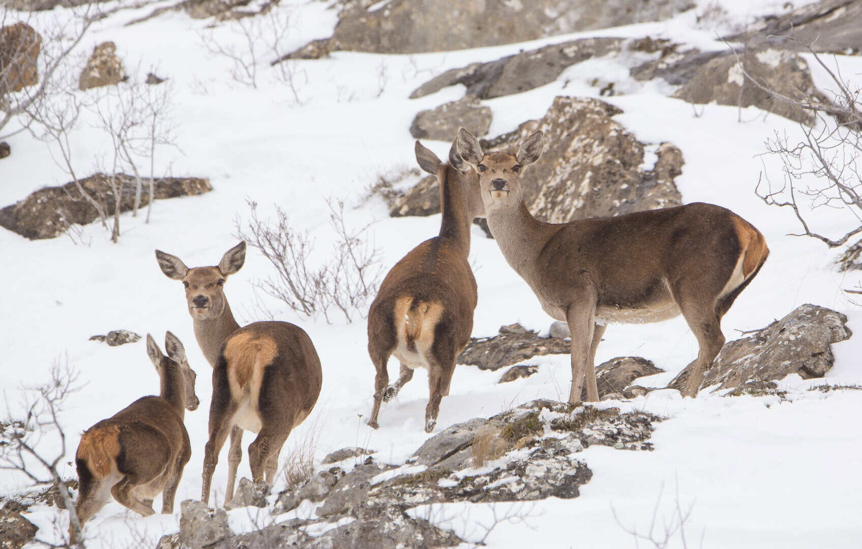 Scoperta una nuova specie di cervo nano nelle Ande centrali del Perù