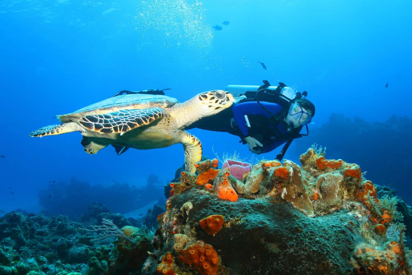 Cozumel, Messico: nel Mar dei Caraibi un paradiso per i sub