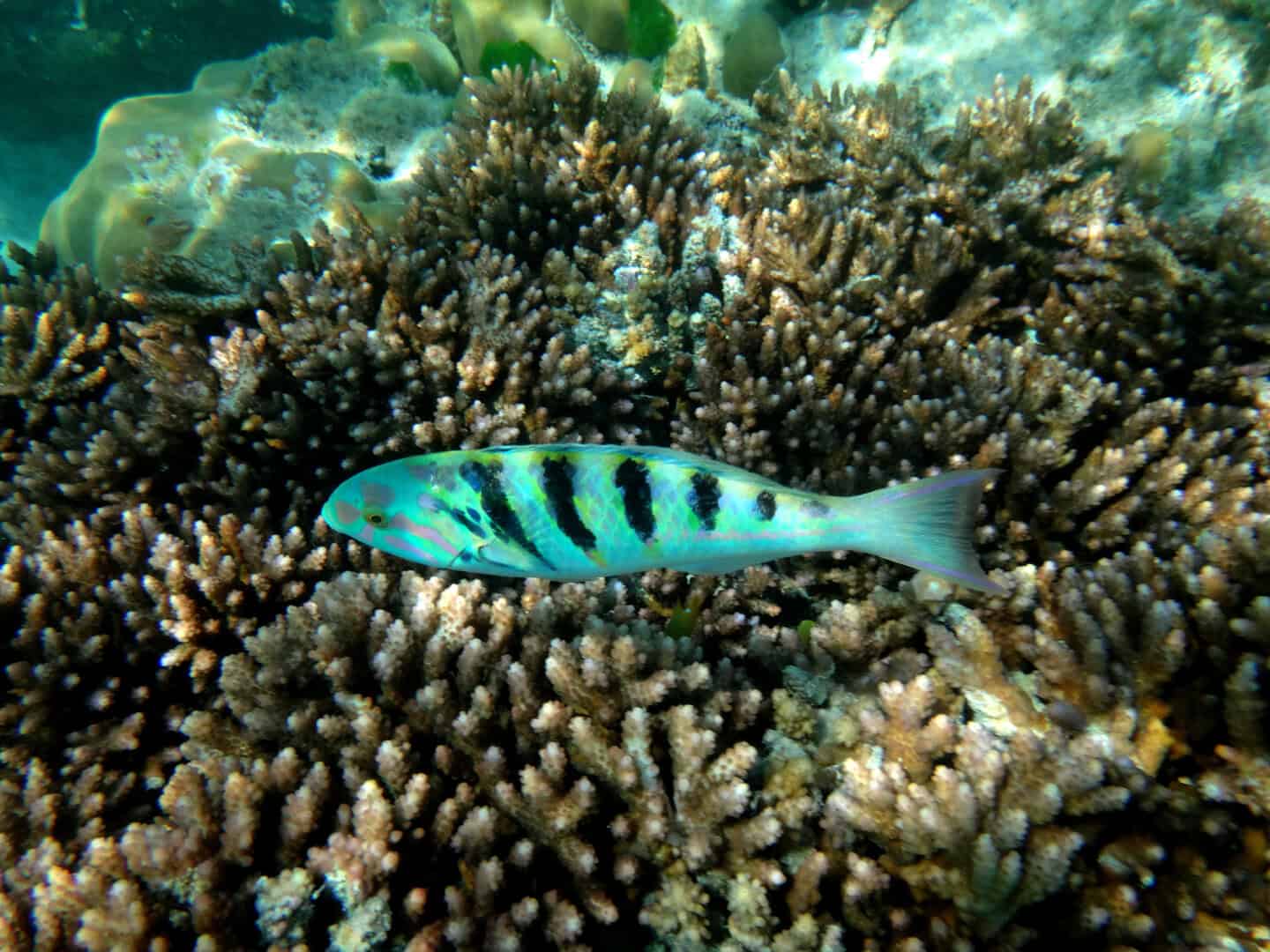 espiritu santo vanuatu pesce