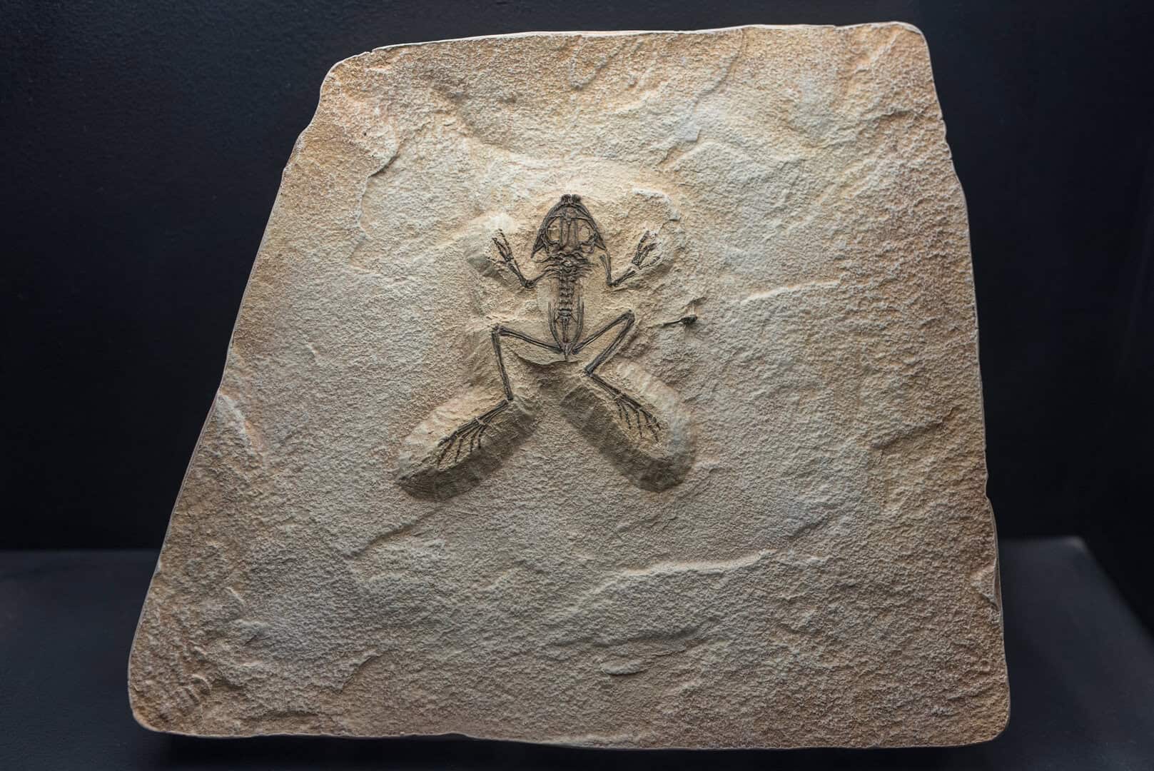 Scienza antica, nuove scoperte: fossili di rane ribaltano credenza centenaria