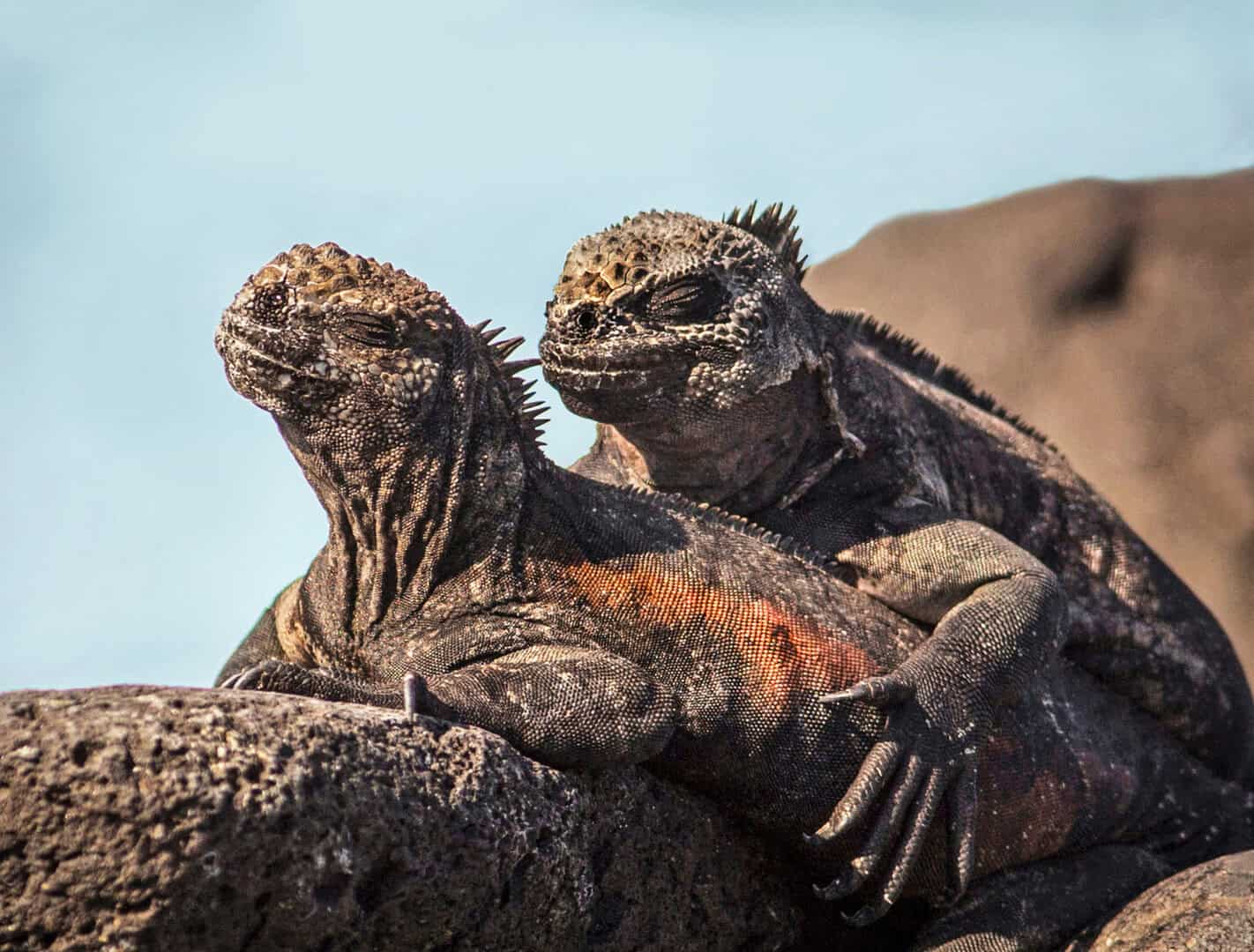 Galápagos, Ecuador: un tesoro naturalistico e le sfide per la sua conservazione
