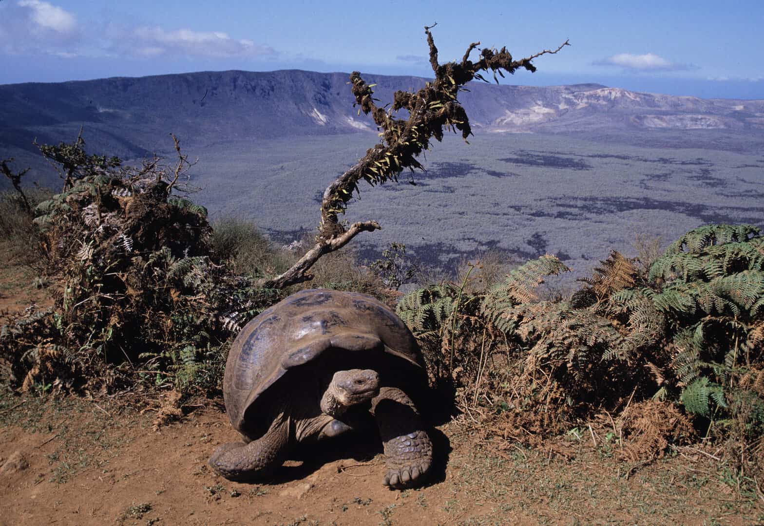 galapagos tartaruga