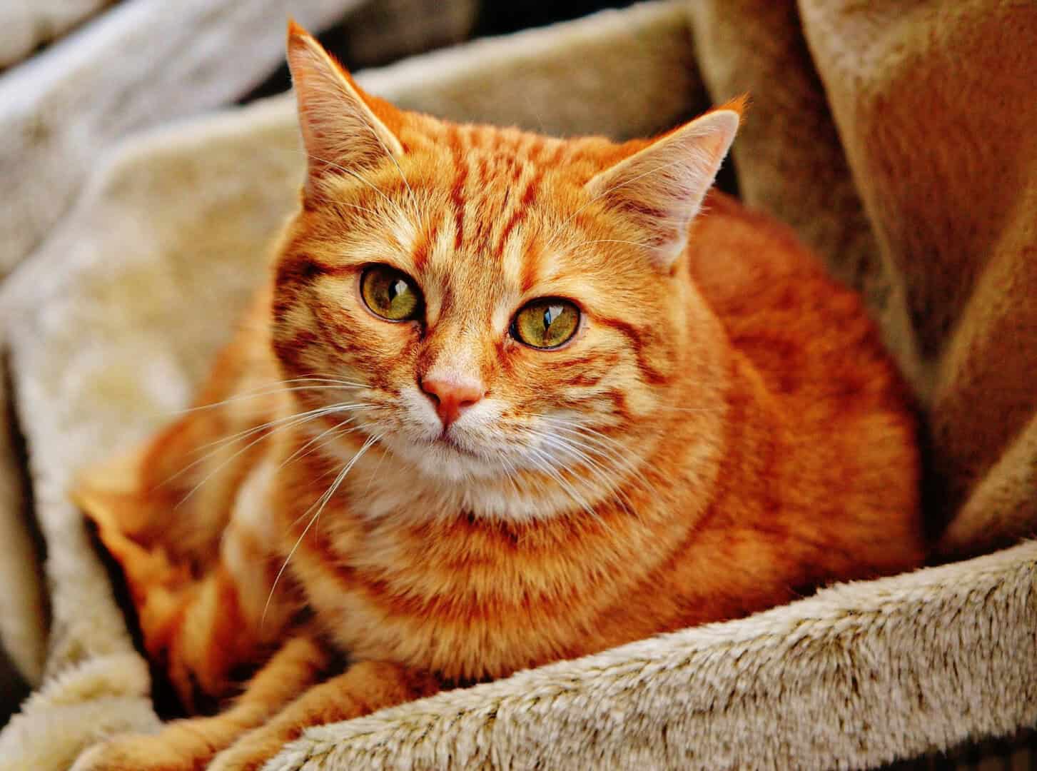 Il comportamento dei gatti arancioni: mito o realtà?