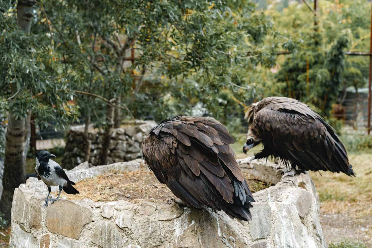 Scoperte in Cina le impronte di ​rapace più grandi mai trovate