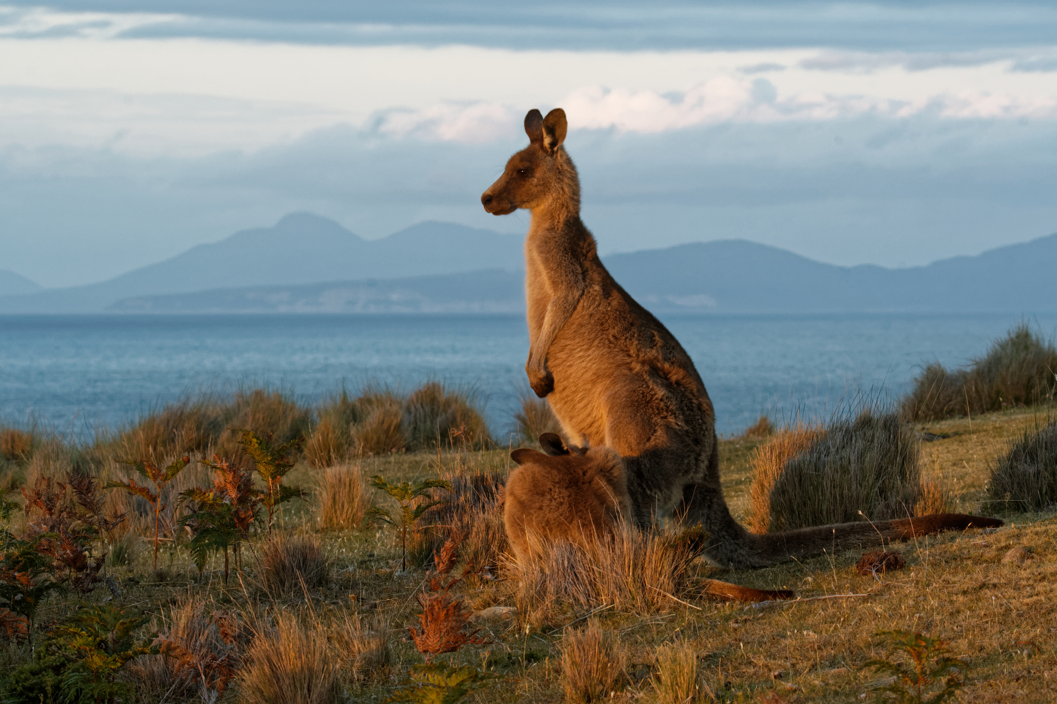 Kangaroo Island: canguri, koala e… panorami mozzafiato