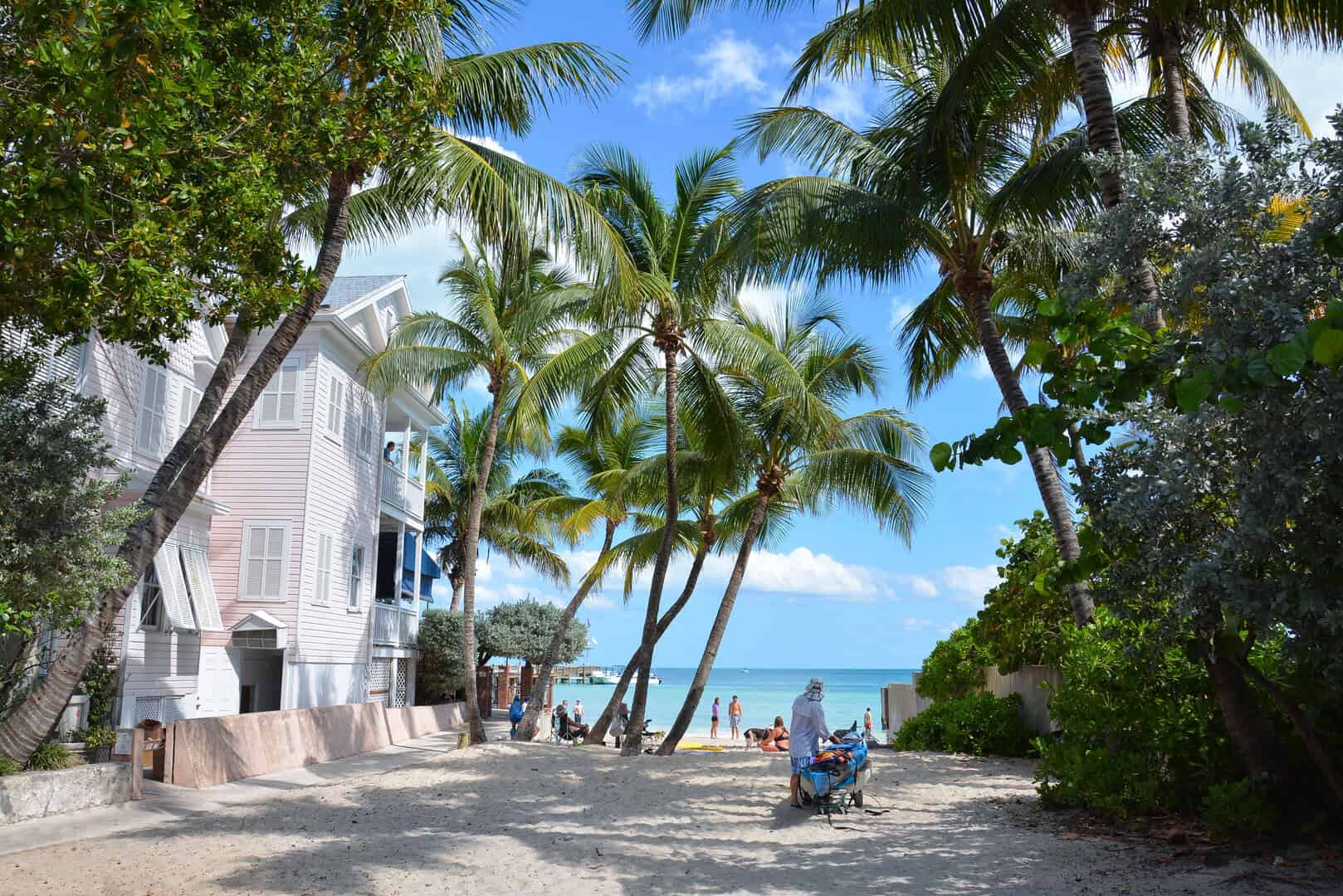 key west palme