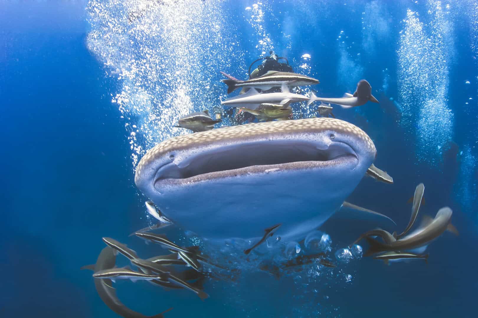 Koh Tao, Thailandia: il paradiso nascosto dei sub