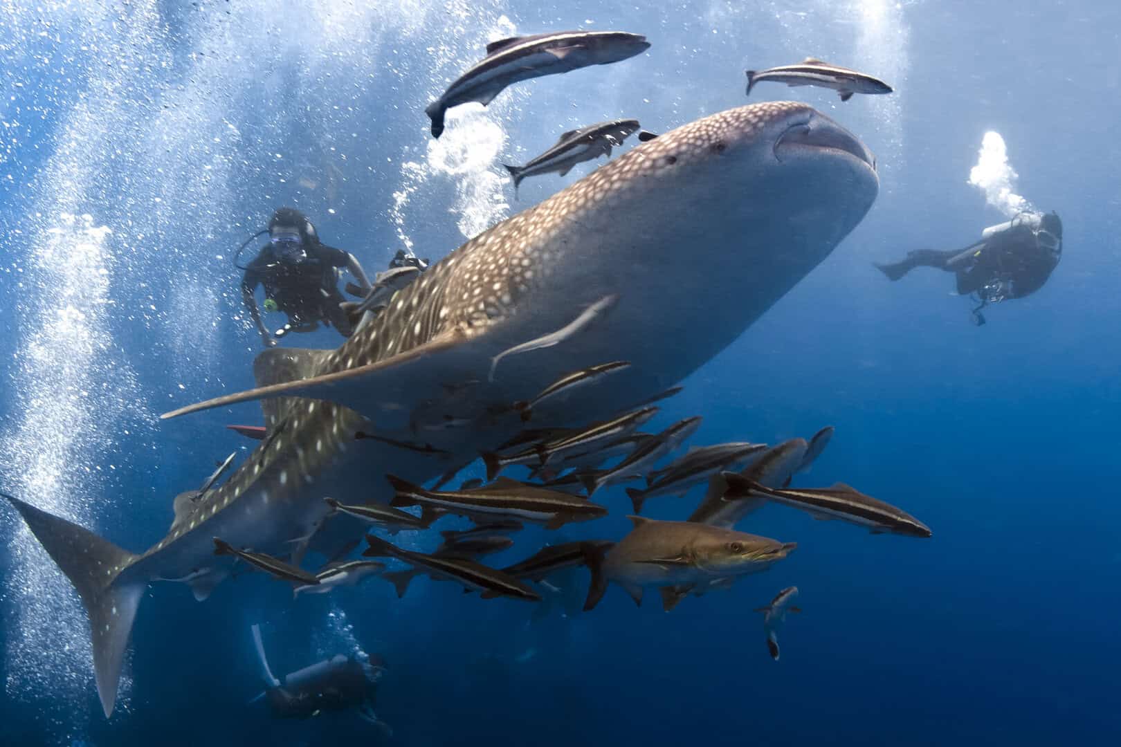 Koh Tao, Thailandia: il paradiso dei sub
