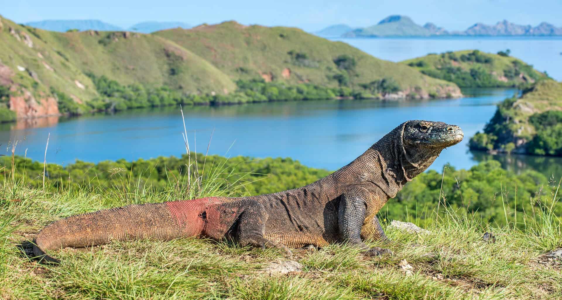 komodo drago isola